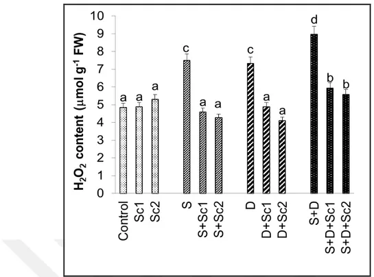 Şekil 4.6. Tuz ve/veya kuraklık stresi altındaki çeltik yapraklarında skandiyum uygulamalarının yaprak  H 2 O 2  içeriklerinde  gözlenen  ortalama  değişimler  (n=3)