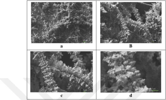Figure 4.8. SEM images of the CNT-0.5/AuNS-0.4/GC electrode surface on 1K X (a), 5K X (b), 10K X  (c) and 30K X (d) magnifications under 5×10 -7  atm pressure 