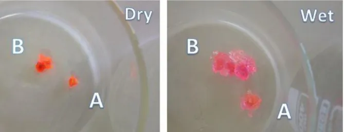 Figure 1. PHEMA hydrogel samples A and B (visualized by dye). Dry samples were immersed into  water over night, and then filtered