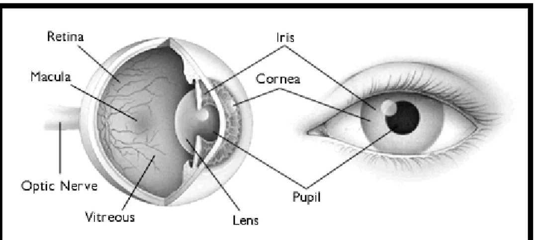 Şekil 1. Gözün yapısı 