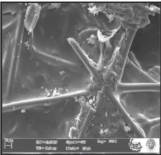 Şekil 10. YSZ ile kaplanmadan önceki membranın görünüşü 10 µm’deki görüntüsü 