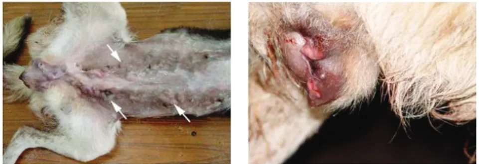 Figure 4. Many masses in ultrasonographic  examination of liver (arrows).