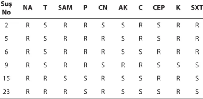 Table 8. Antibiograms results of E. coli strains R plasmid transmission Tablo 8. R Plazmid aktaran E