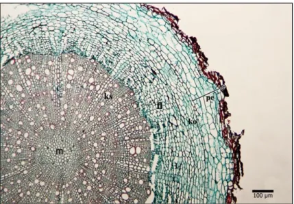 Şekil 3.1. S. ozturkii kök enine kesiti genel görüntüsü; pe: Peridermis, ko: Korteks,  fl: Floem, ks: Ksilem, m: Merkez bölgesi 