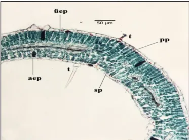 Şekil 3.6. S. rubriflora gövde yaprak enine kesit; üep: Üst Epidermis, aep: Alt Epidermis, pp: Palizat Parankiması,  sp: Sünger Parankiması, t: Tüy 