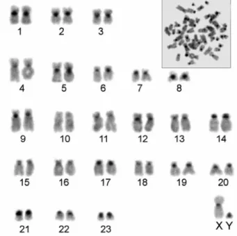 Fig 1. Metaphase spread and karyotype of Lepus europaeus  from İçel. Arrows indicate the NORs 