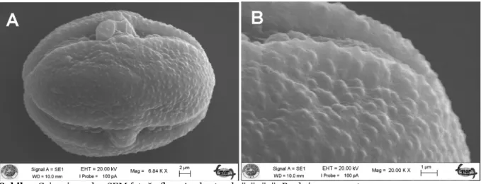 Şekil 2. C. iconica polen SEM fotoğrafları: A- ekvatoral görünüşü; B- ekzin ornamentasyonu