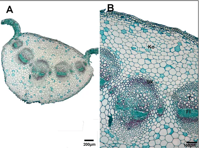 Şekil 6. A-B- C. iconica türünün orta damar enine kesiti. Ko:kollenkima, Sk: sklerenkima, Fl: floem, T: trake