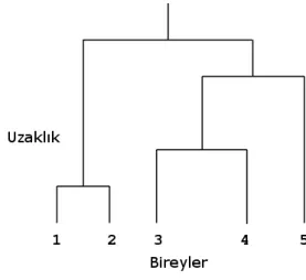 Şekil 1: Dendogram örneği 