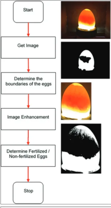 Fig. 4-a shows the change of fertilized eggs between zero  and fourth days; Fig 4-b shows the change of unfertilized  eggs between zero and fourth days.