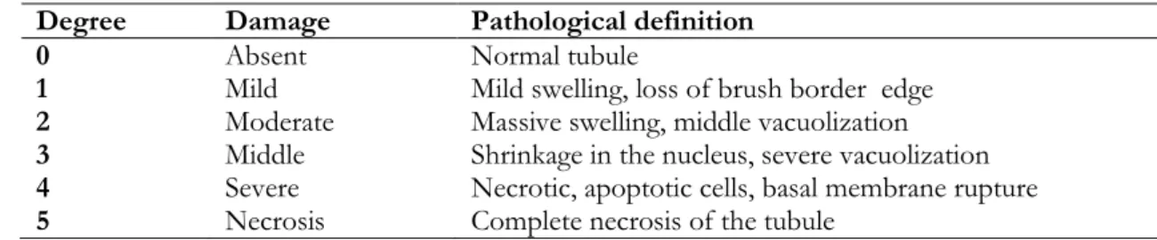 Table 1. Degree of kidney histopathology  