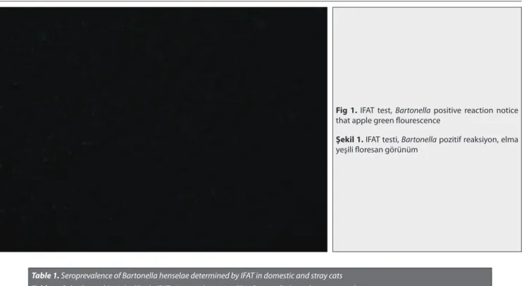 Fig 1. IFAT test, Bartonella positive reaction notice  that apple green flourescence