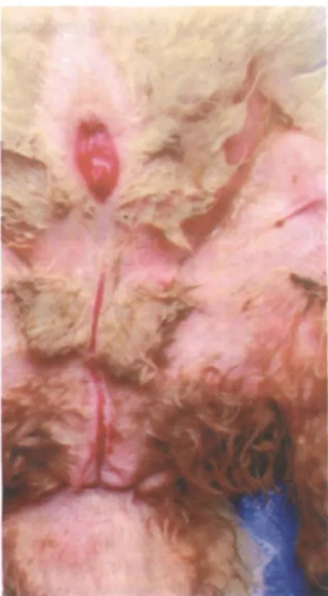 Şekil 1. Akkaraman kuzuda perineal hypospadiasis.