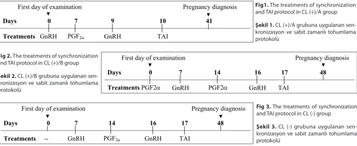 Fig 2. The treatments of synchronization  and TAI protocol in CL (+)/B group Şekil 2. CL (+)/B grubuna uygulanan  sen-kronizasyon ve sabit zamanlı tohumlama  protokolü