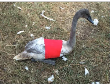 Fig 3. Bandage application of the swans were bandaged adjacent to  their bodies for one week