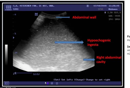 Fig 1. The abomasum and its hypoechogenic  ingesta by ultrasound examination