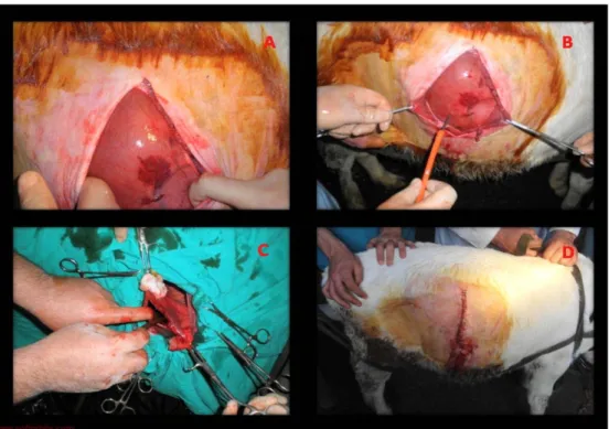 Fig 2. A- Distended abomasum the  right abdominal wall, B- Discharging  of abomasal gas with a needle  attached to a tube, C- Discharging  of abomasal content with rubber   tube, D- Closed skin incision Şekil 2