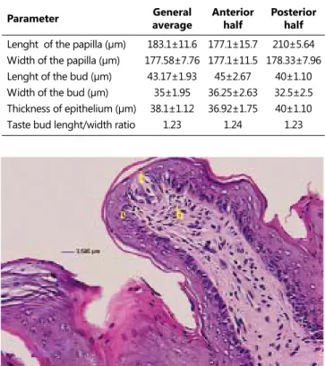 Table 1. Average measurements that were taken from fungiform  papillae 
