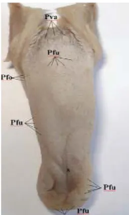 Fig 3. General view of the tongue. Pfu= Papillae fungiformes,  Pva= Papillae vallatae, Pfo= mucosa crimps of foliata area,  s= sulcus linguae 