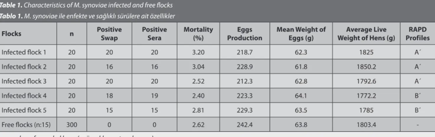 Table 1. Characteristics of M. synoviae infected and free flocks Tablo 1. M. synoviae ile enfekte ve sağlıklı sürülere ait özellikler