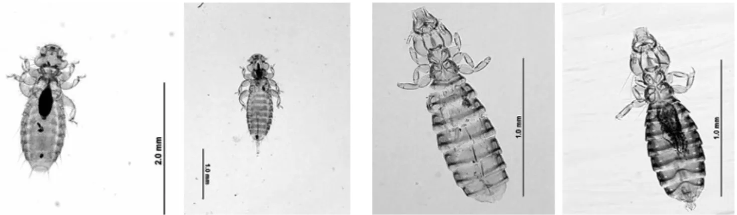 Fig 9. Actornithophilus totani ♀ (at left) ♂ (at right)  Fig 10. Carduiceps meinertzhagani ♀ (at left) ♂ (at right) 