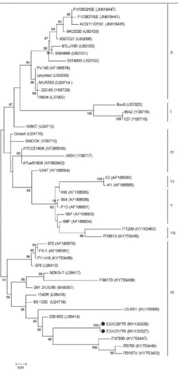 Fig 3. Phylogenetic tree of the G protein gene of BRSVs identified in this study  with those of other BRSVs selected in GenBank
