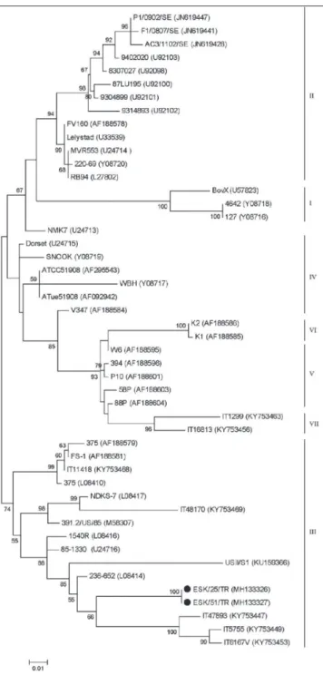 Fig 3. Phylogenetic tree of the G protein gene of BRSVs identified in this study  with those of other BRSVs selected in GenBank