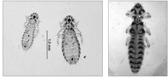 Şekil 16. Pseudomenopon pilosum, erkek (solda), dişi (sağda), orijinal