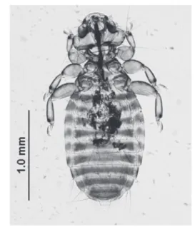 Fig 4. Myrsidea picae, female, original  Şekil 4. Myrsidea picae, dişi, orijinal