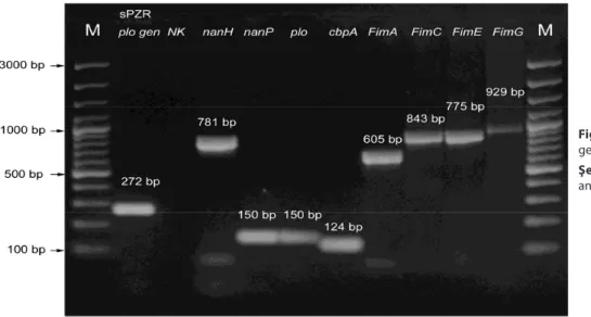 Fig 1. PCR analysis of virulence factor  genes