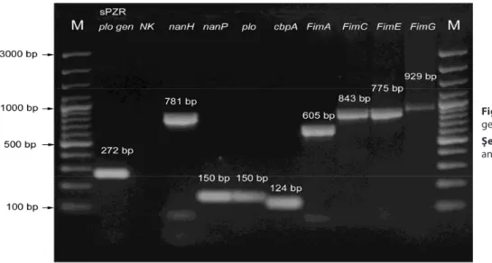 Fig 1. PCR analysis of virulence factor  genes