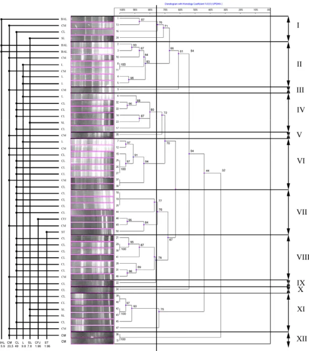 Fig 2. Dendogram of BOX-PCR from A. pyogenes 51 isolates. The degree of correlaction showed on scala