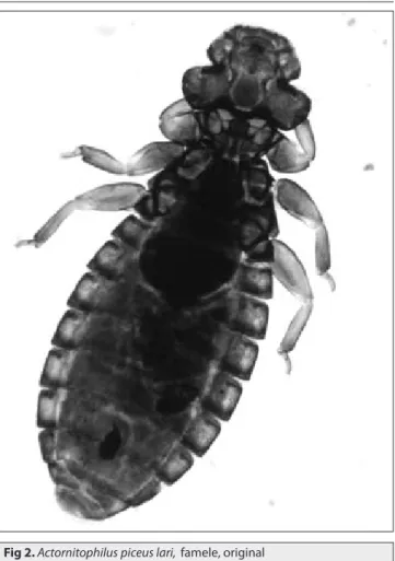 Fig 1. Goniocotes megalocephalus, famele, original Şekil 1. Goniocotes megalocephalus, dişi, orijinal