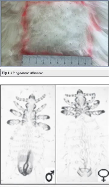 Fig 3. Normal, sensitized and test skin thickness measurements, A- Shaved skin, skin ready for  sensitization, B- Sensitized skin, C- Control and test injections, D- Test reading at 24 th  h