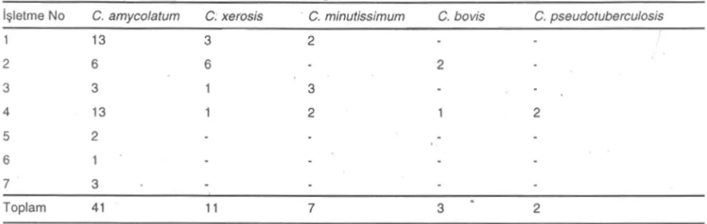 Tablo 1. Işletmelere göre Corynebacterium türlerinin dağılımı