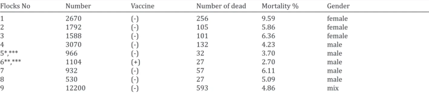 Table 4. Data of different flocks suffered ORT infection in field turkeys of same age (6 weeks), which administered vaccination and/or antibiotic  treatment for 5 days