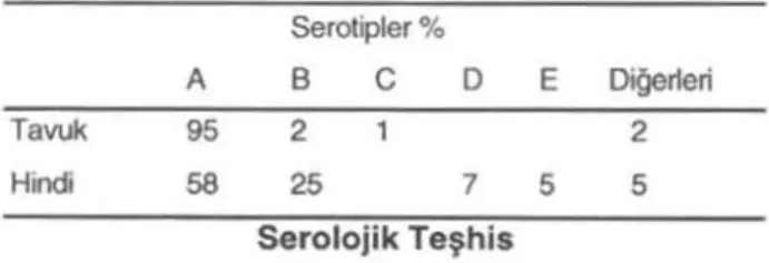 Tablo 2. Omithobacterium rtıinotracheaJe Serotipleri (Van Empel ve ark 1996) Seratipler % A B C D E Diğerleri Tw~ % 2 2 Hindi 58 25 7 5 5 Serolojik Teşhis