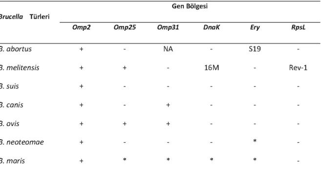 Tablo 6. Bruceıla türlerinin PZR-RFLP metodu ile ayrımı (AI Dahouk ve ark., 2005).