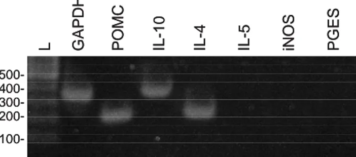 Fig 1. RT-PCR analysis of the genes used in the study (L: 100-bp DNA size  standard)