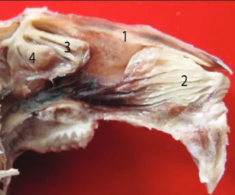 Figure 1. View of 1: Dorsal nasal concha, 2: Ventral nasal concha, 3. 