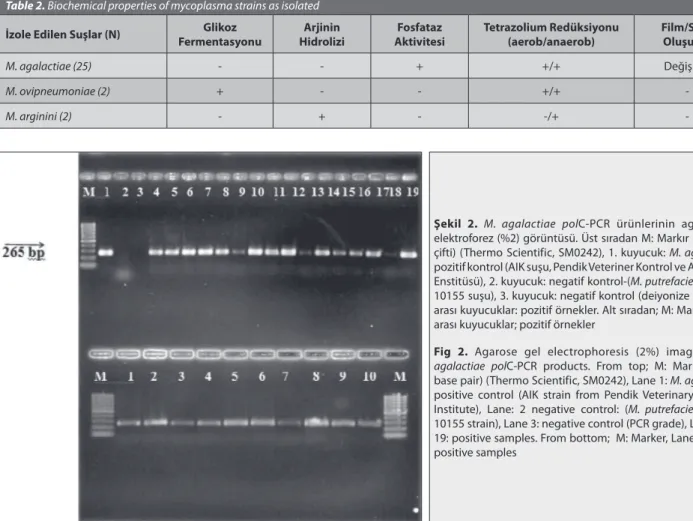 Tablo 2.  İzole edilen mikoplazma suşlarının biyokimyasal özellikleri Table 2. Biochemical properties of mycoplasma strains as isolated İzole Edilen Suşlar (N) Glikoz 