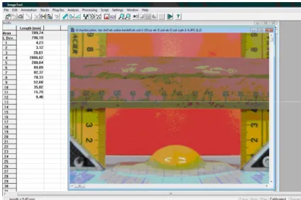 Fig 2. Computer screen showing the measurement of the  height of the yolk and albumen