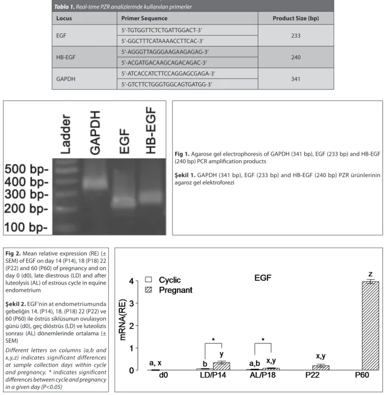 Table 1. Primers used for real-time PCR analyses Tablo 1. Real-time PZR analizlerinde kullanılan primerler