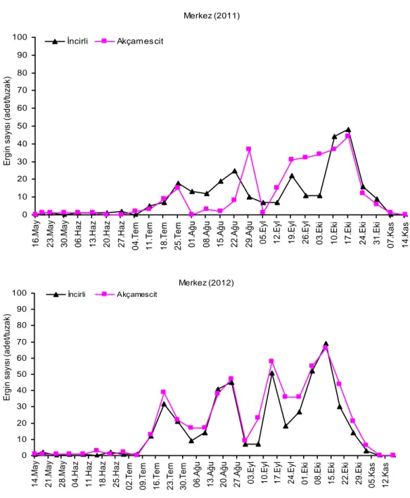 Şekil  5.  Şanlıurfa  Merkez’deki  Harnup  güvesinin  2011  ve  2012  yıllarındaki  ergin  popülasyon  gelişimi