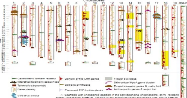Şekil 4. Asma genomu yapısı ve moleküler ıslah için ilgili bölgeler [9] 