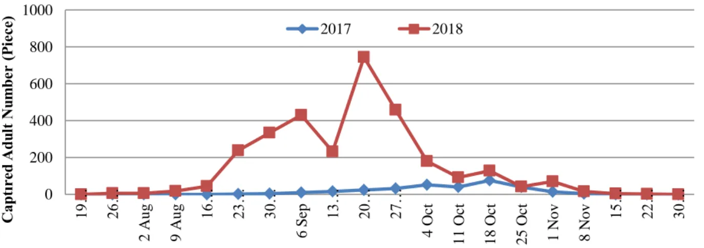 Figure 4 shows population development of C. capi- capi-tata in 2017 and 2018 in Karahüyük location
