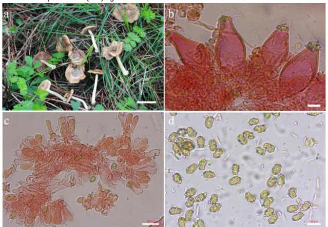 Figure 1. Inocybe nothomixtilis: a. basidiomata, b. hymenial cystidia, c. basidia, d. basidiospores (bars: a= 40 mm,  b= 20 μm, c and d= 10 μm)