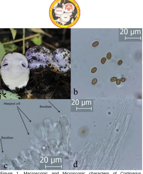 Figure 1. Macroscopic and Microscopic characters of Cortinarius  caerulescens  a. Basidiocarps b