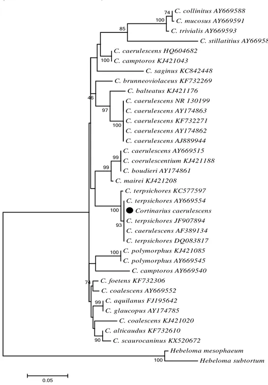 Figure 2. Phylogenetic tree of Cortinarius species based on ML analysis of the ITS  region