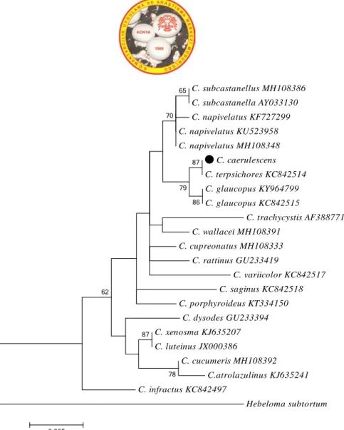Figure 3. Phylogenetic tree of Cortinarius species based on ML analysis of the  LSU region